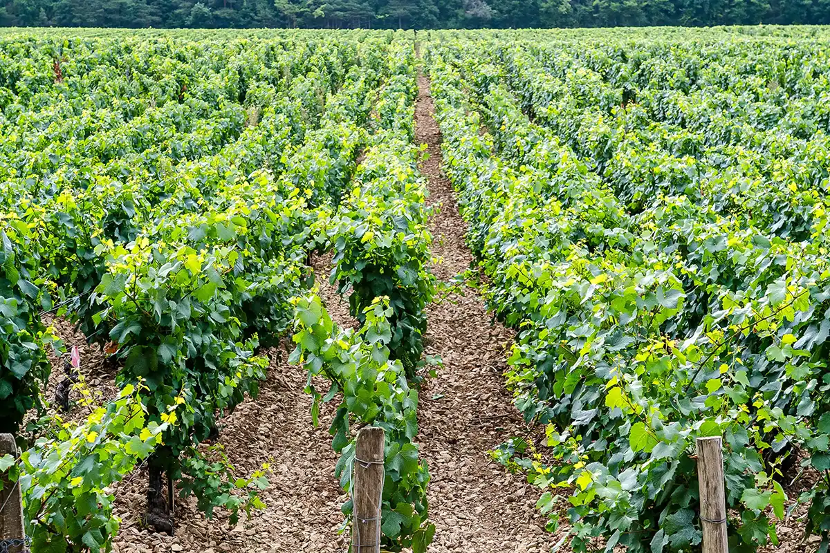 Les Pouzzolane des vignes