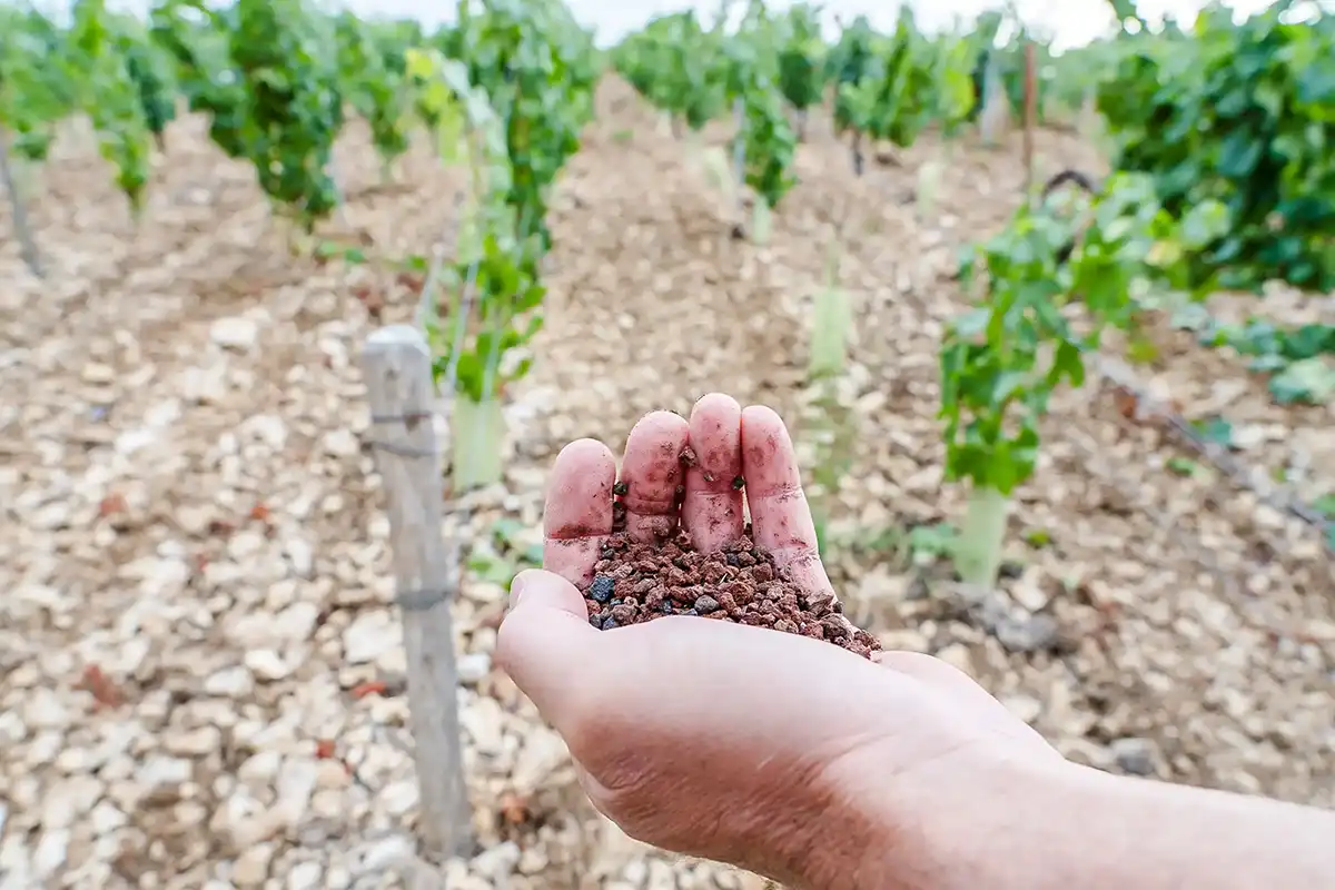 Les Pouzzolane des vignes