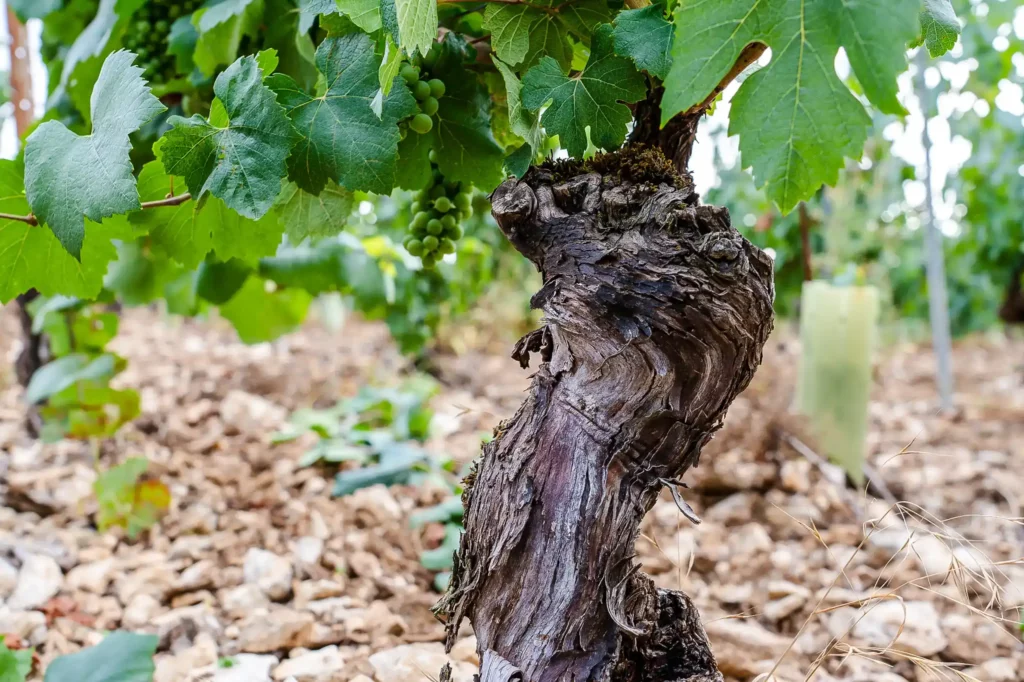 Les Pouzzolane des vignes