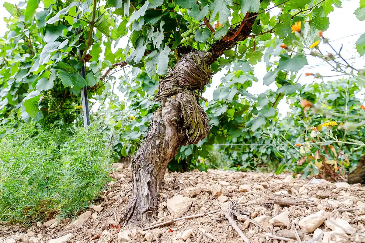 viticulture durable