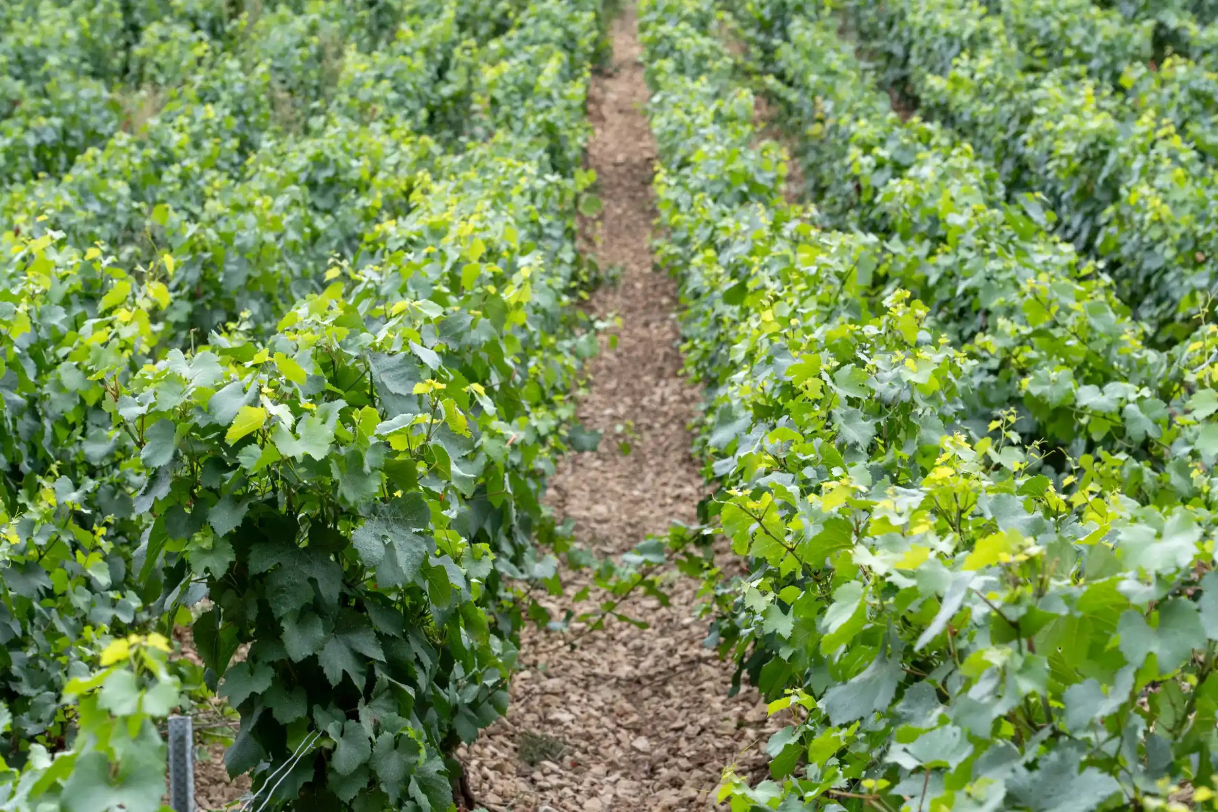 Les Pouzzolane des vignes