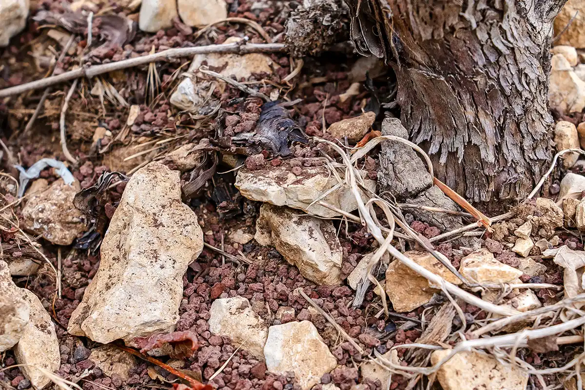 stress hydrique vigne