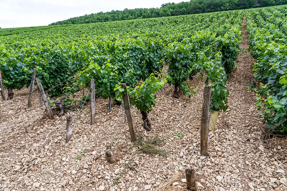stress hydrique vigne