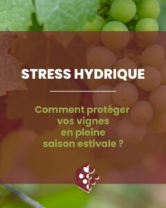 protéger vignes été