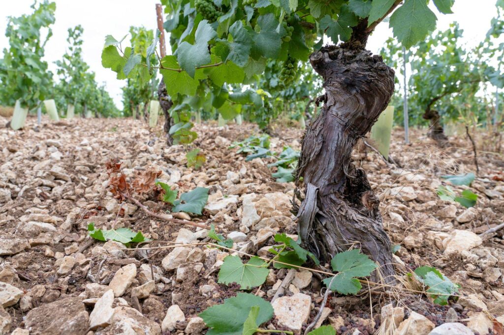stress hydrique vigne sol sec fissuré sécheresse vignoble